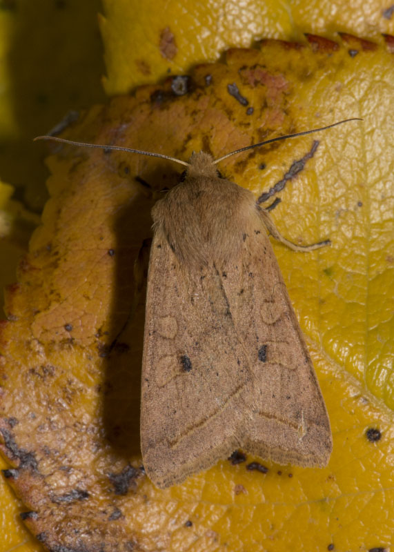 Noctuidae - Agrochola (Leptologia) macilenta